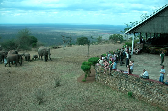Ngulia Safari Lodge Game Viewing